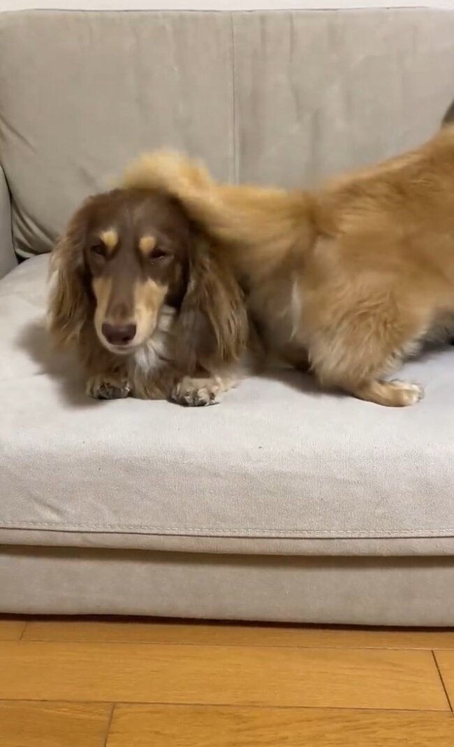 ダックスフンド,動画