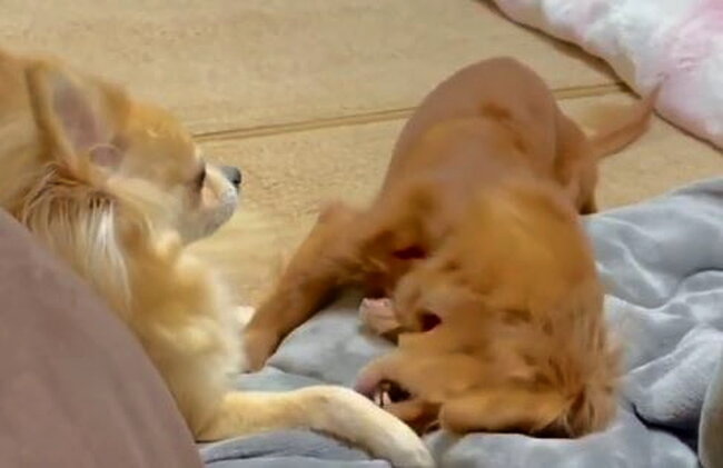 ダックスフンド,動画