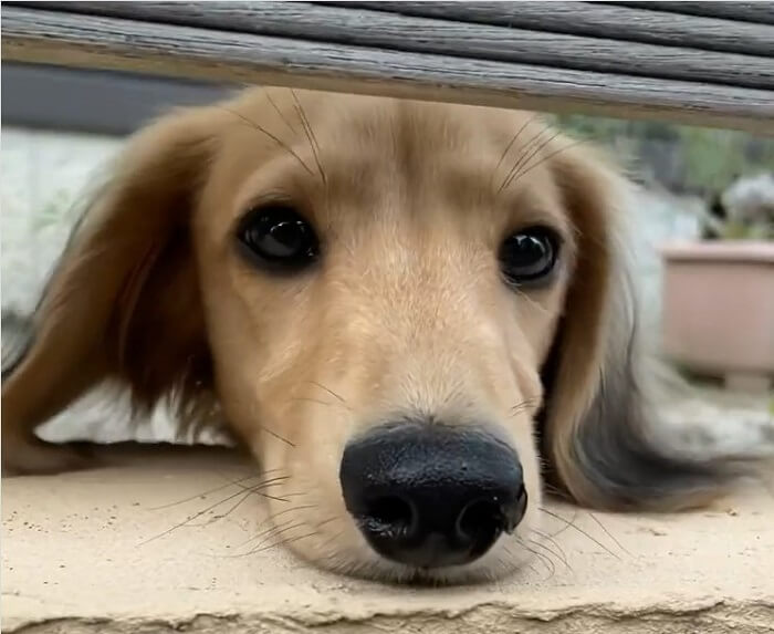 ダックスフンド,動画