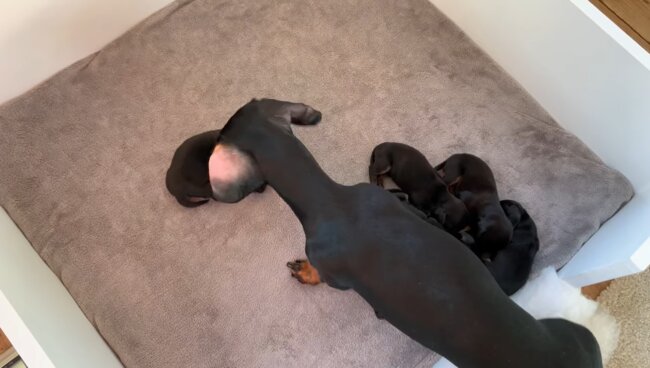 ダックスフンド,動画