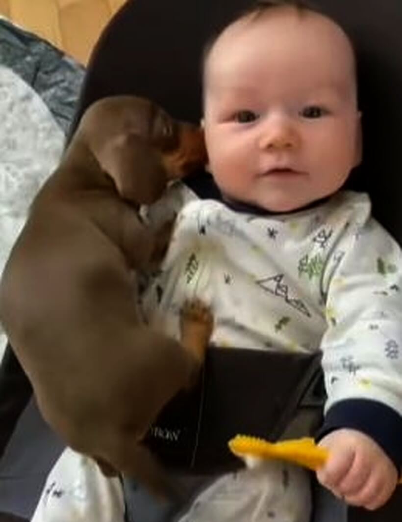 ダックスフンド,動画