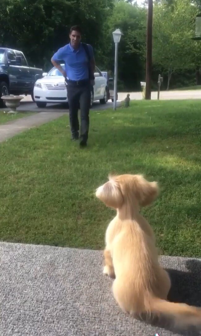 ダックスフンド,動画