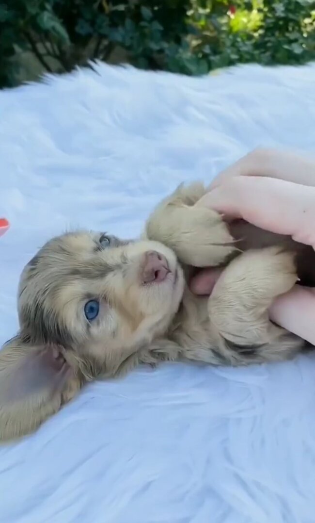 ダックスフンド,動画