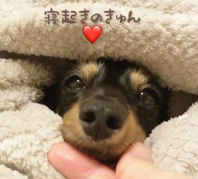 ダックスフンド,動画