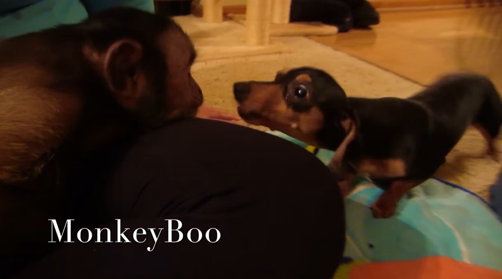 ダックスフンド,動画