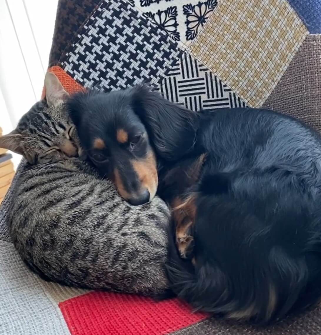 ダックスフンド,動画