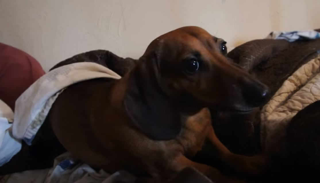 ダックスフンド,動画