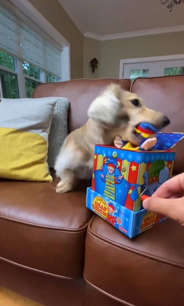 ダックスフンド,動画