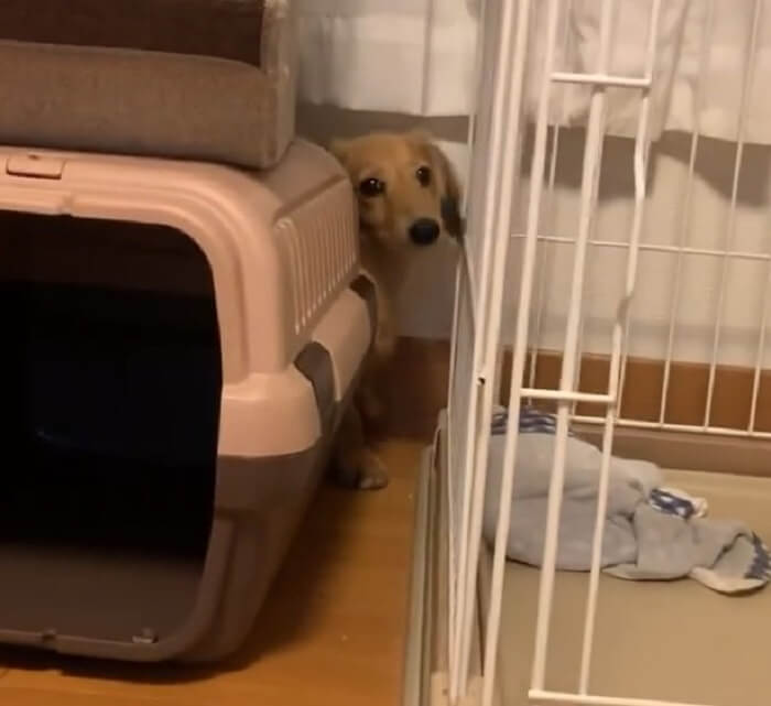 ダックスフンド,動画