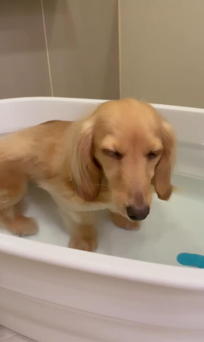 ダックスフンド,動画