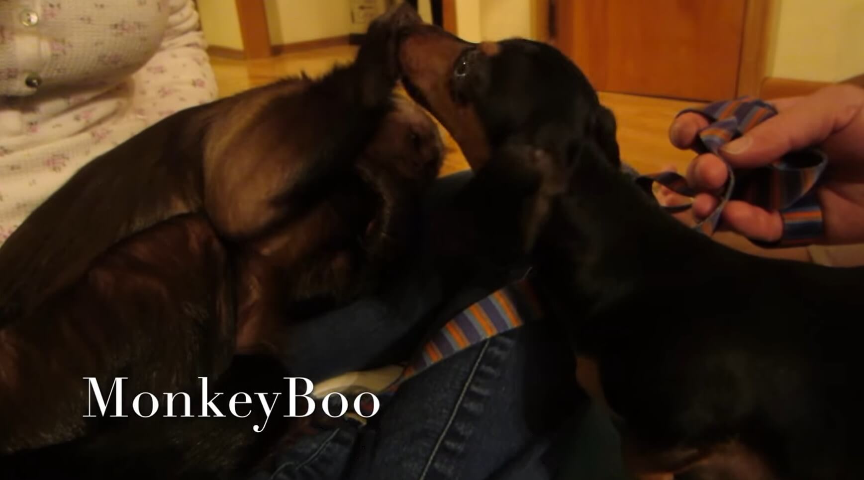 ダックスフンド,動画