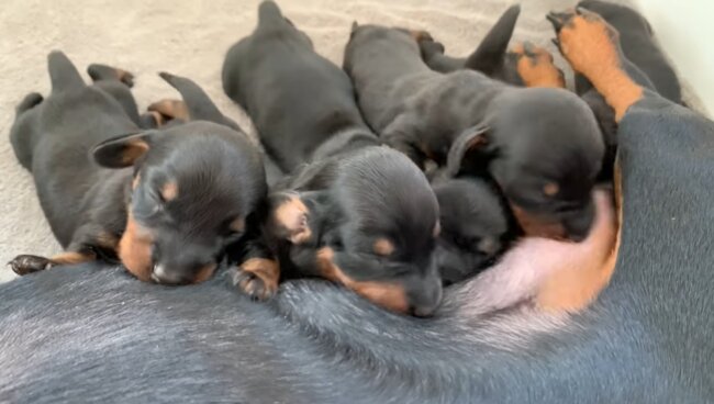 ダックスフンド,動画