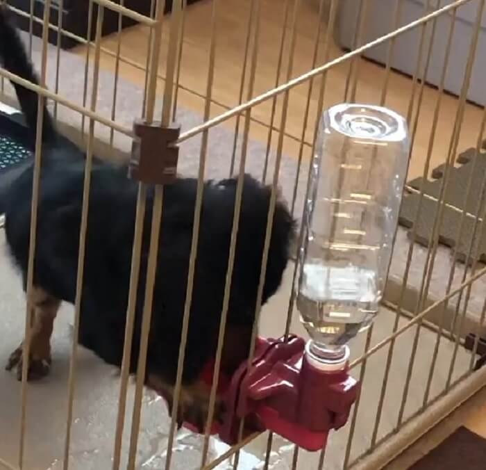 ダックスフンド,動画