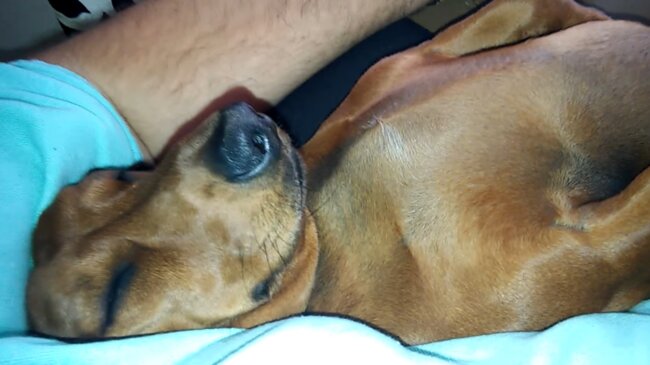 ダックスフンド,動画