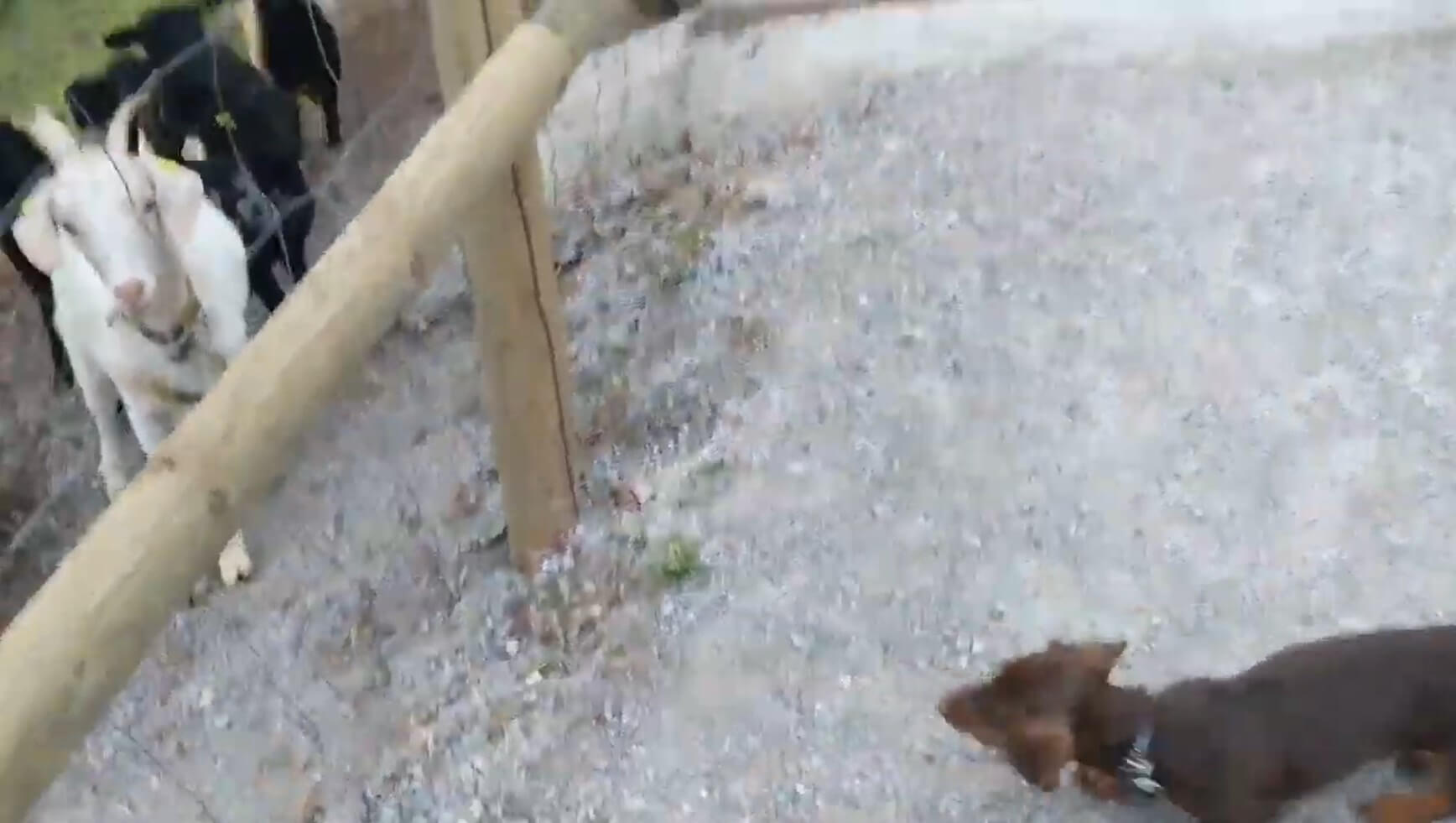 ダックスフンド,動画