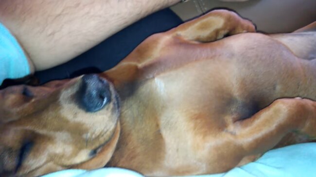 ダックスフンド,動画