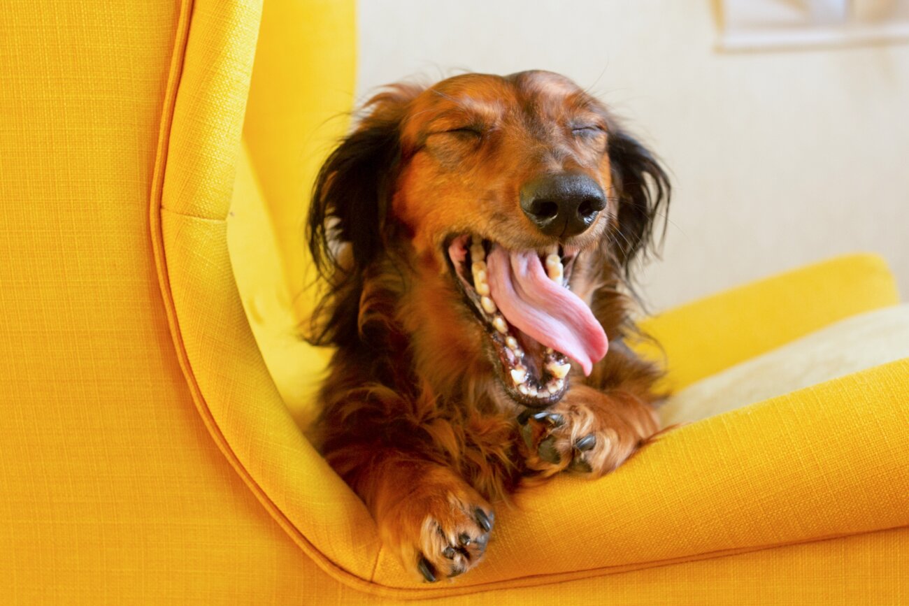 ダックスフンドライフ,パナソニック,ジアイーノ