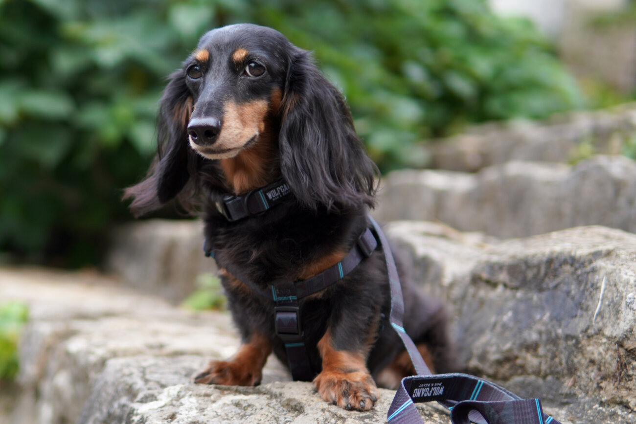 ダックスフンドライフ,ハーネス,ウルフギャング