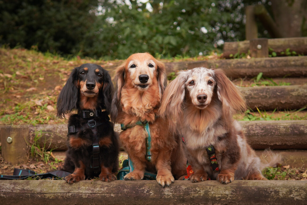 ダックスフンドライフ,ハーネス,ウルフギャング