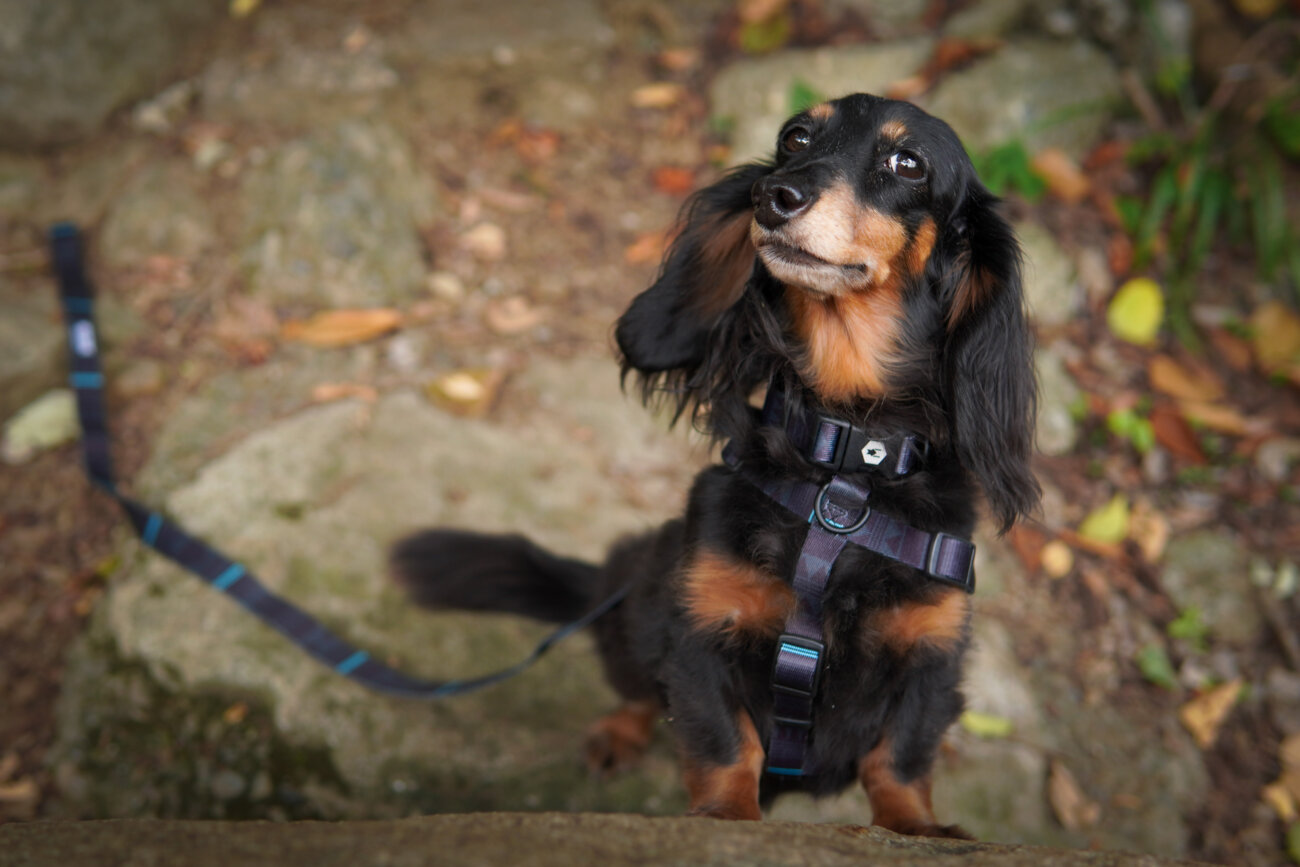 ダックスフンドライフ,ハーネス,ウルフギャング