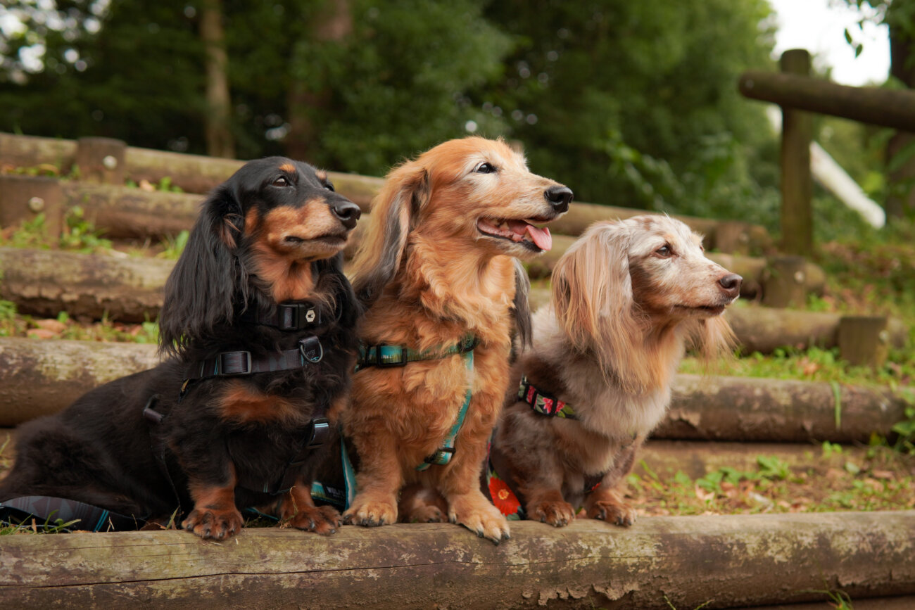 ダックスフンドライフ,ハーネス,ウルフギャング