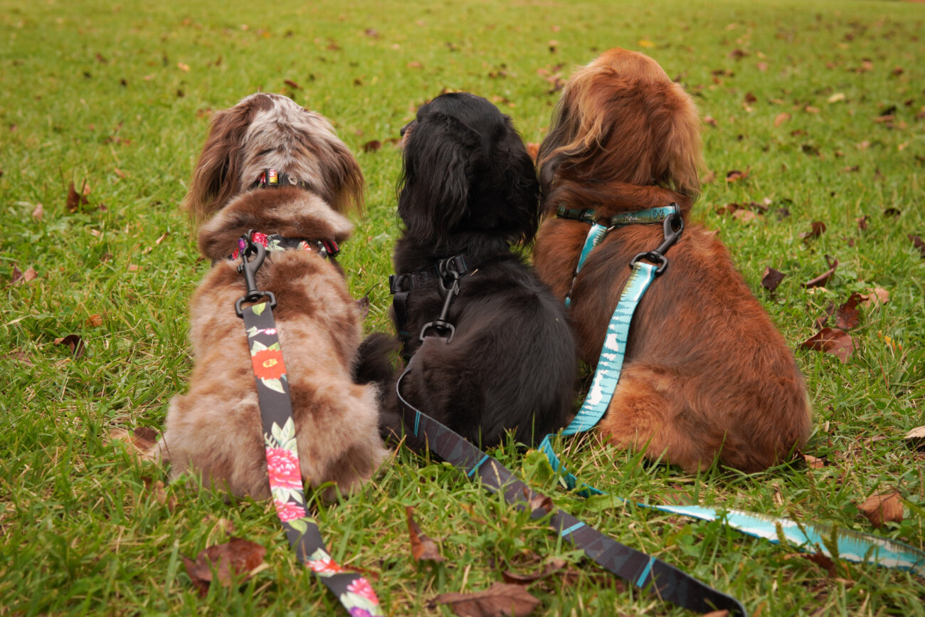 ダックスフンドライフ,ハーネス,ウルフギャング