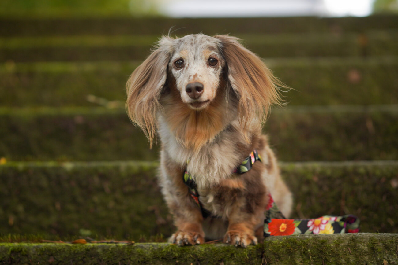 ダックスフンドライフ,ハーネス,ウルフギャング