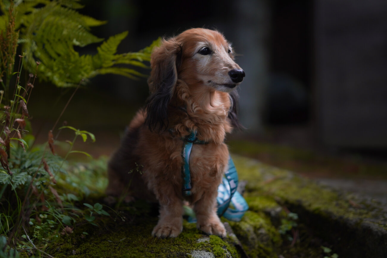 ダックスフンドライフ,ハーネス,ウルフギャング