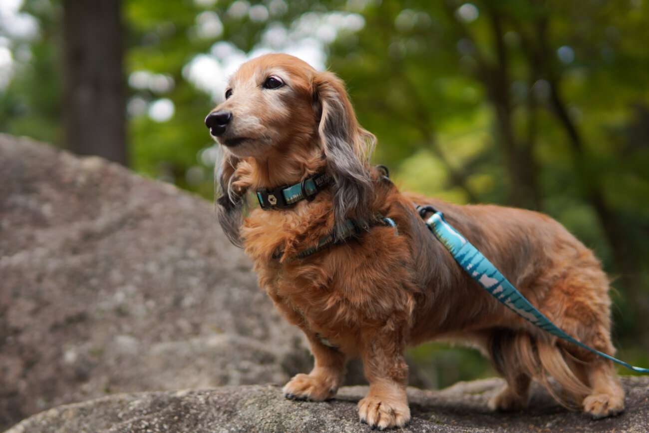 ダックスフンドライフ,ハーネス,ウルフギャング