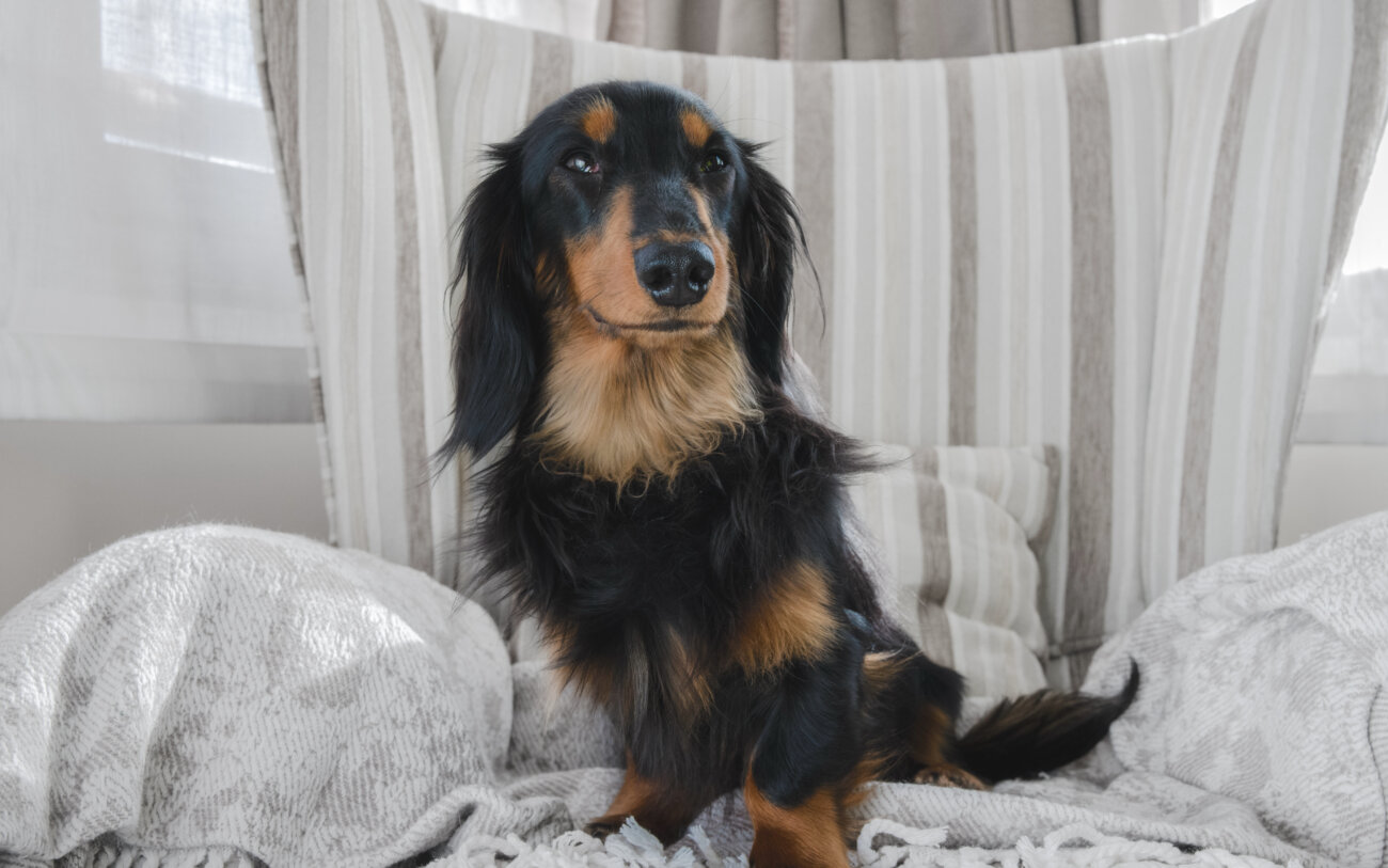 ダックスフンドライフ,パナソニック,ジアイーノ