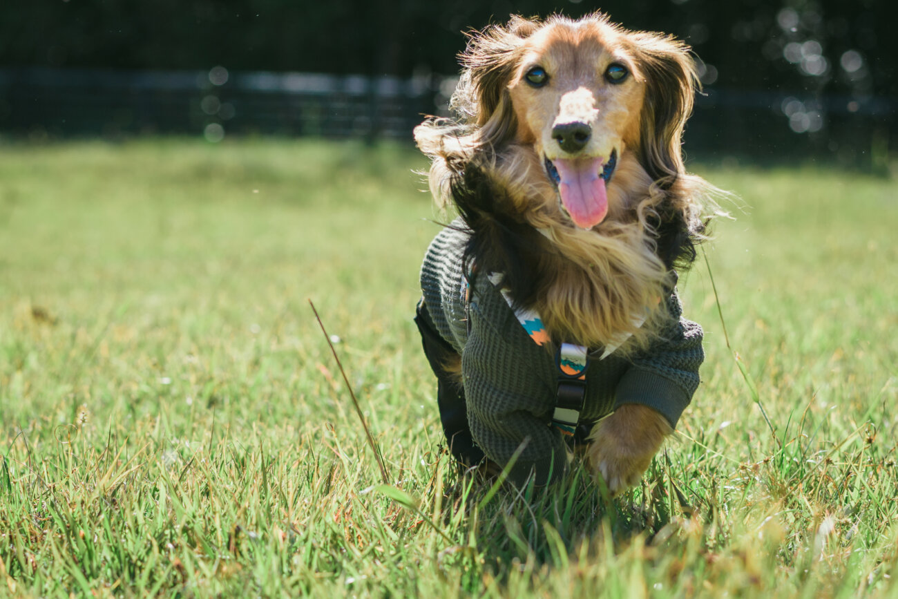 ダックスフンドライフ,ハーネス,ウルフギャング