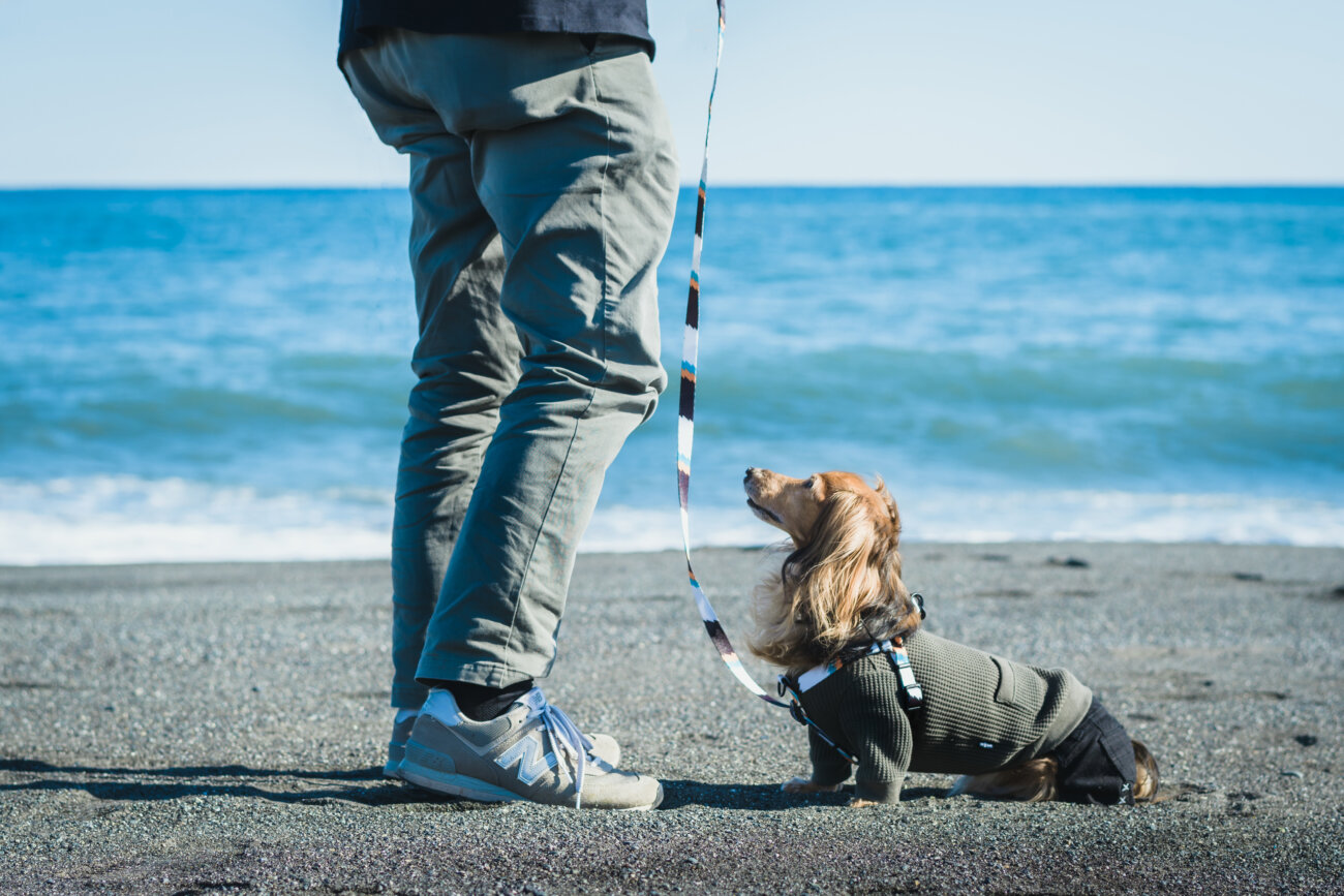 ダックスフンドライフ,ハーネス,ウルフギャング