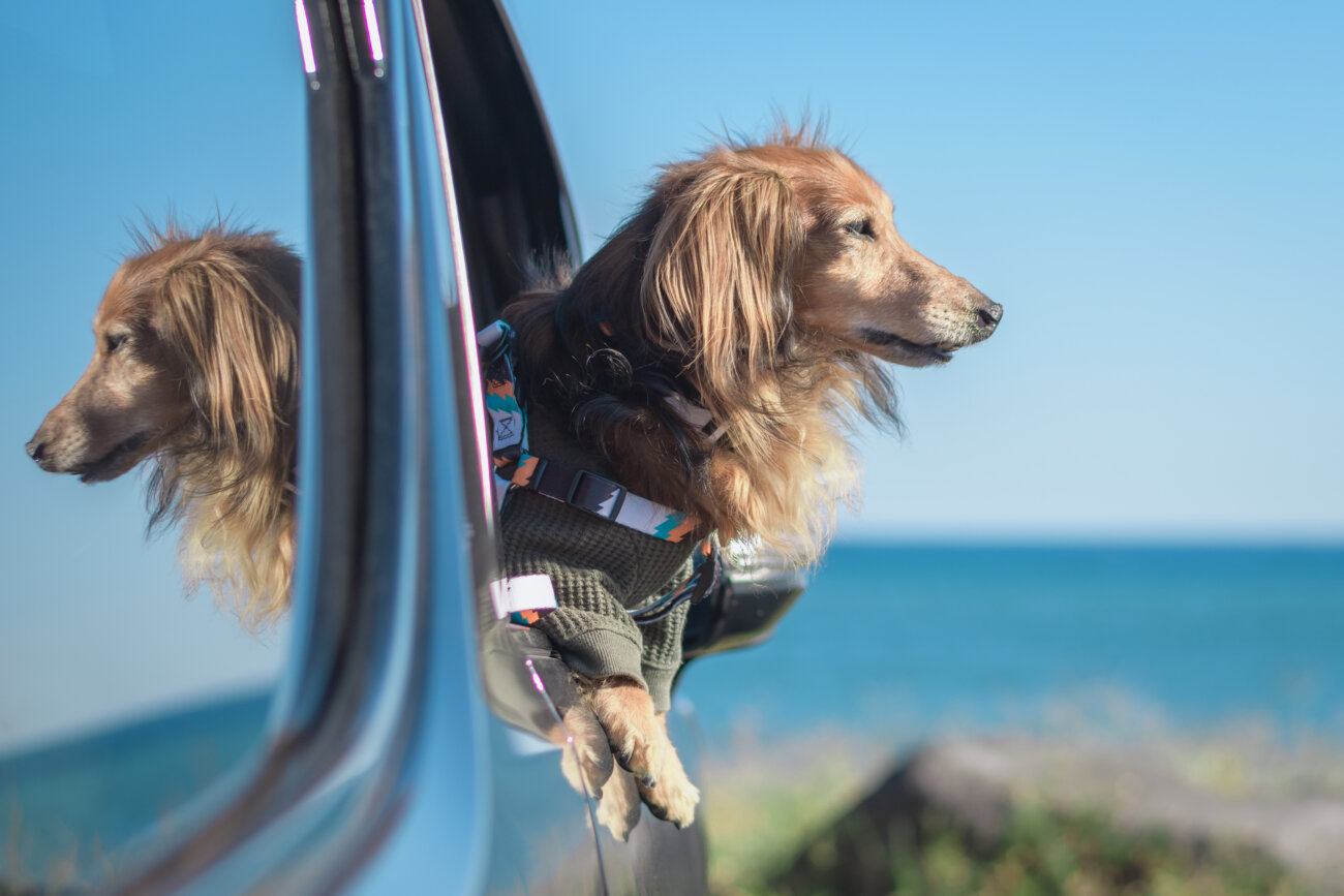 ダックスフンドライフ,ハーネス,ウルフギャング