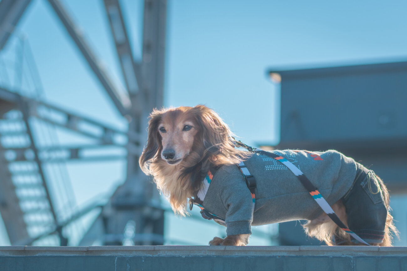 ダックスフンドライフ,ハーネス,ウルフギャング