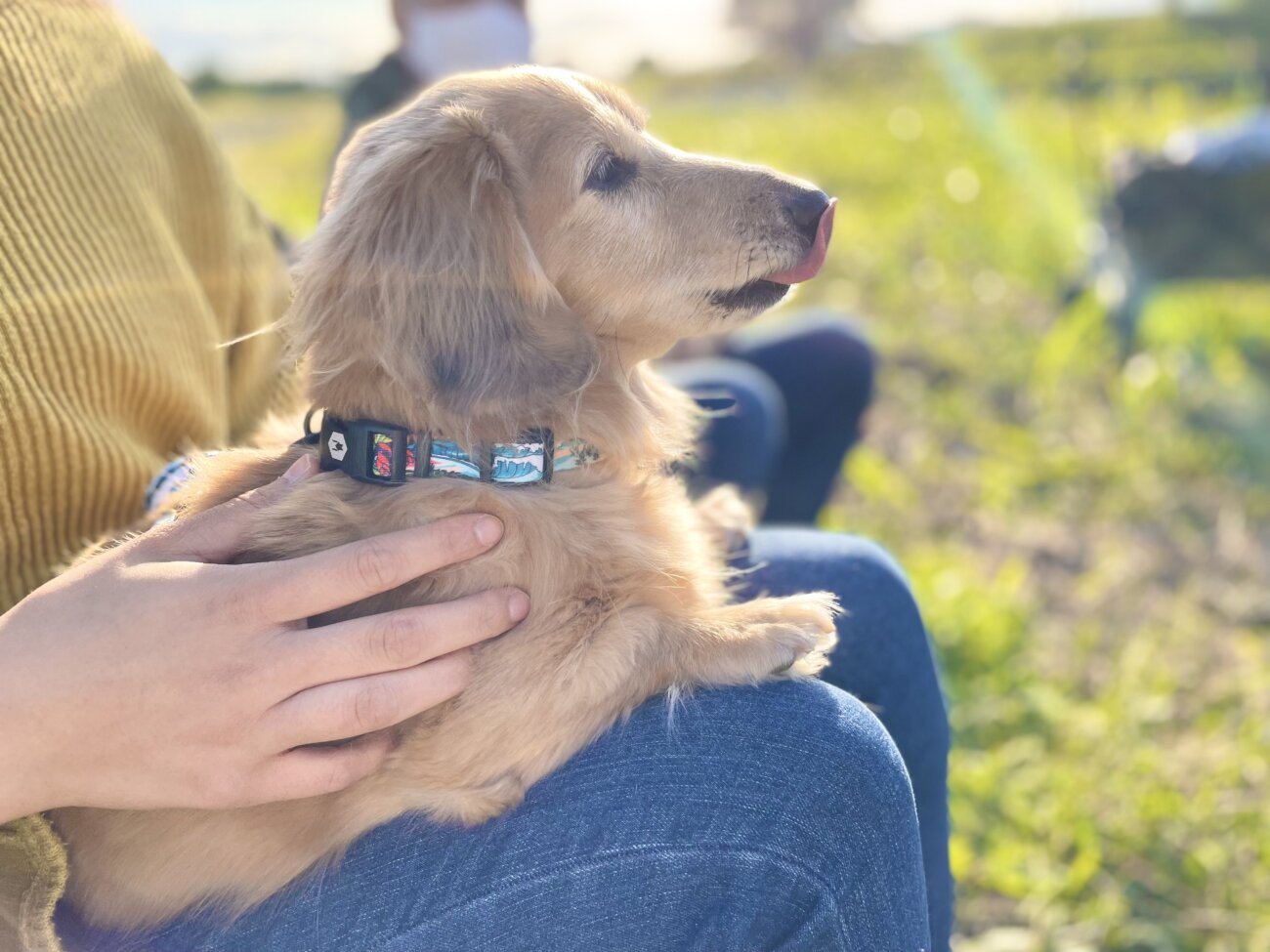 ダックスフンドライフ,ハーネス,ウルフギャング