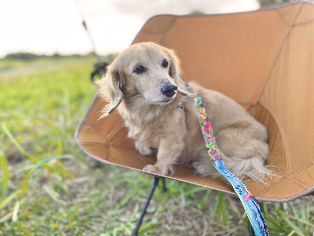 ダックスフンドライフ,ハーネス,ウルフギャング