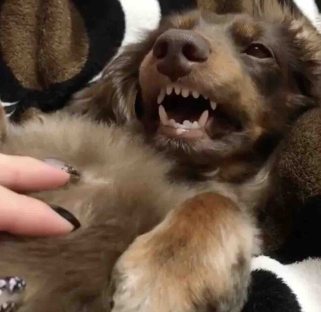 ダックスフンド,動画