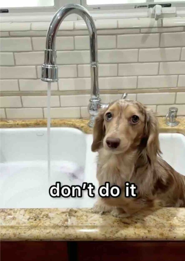 ダックスフンド,動画