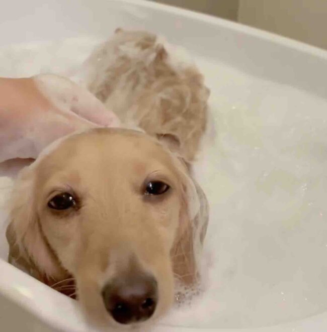 ダックスフンド,動画