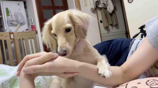 ダックスフンド,動画