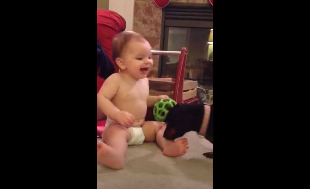 ダックスフンド,動画