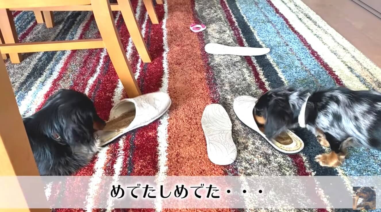 ダックスフンド,動画