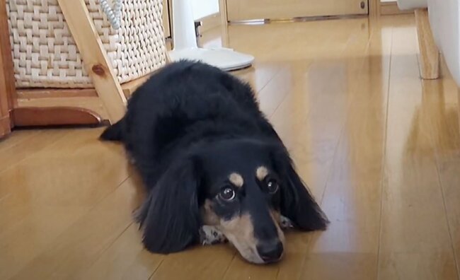 ダックスフンド,動画