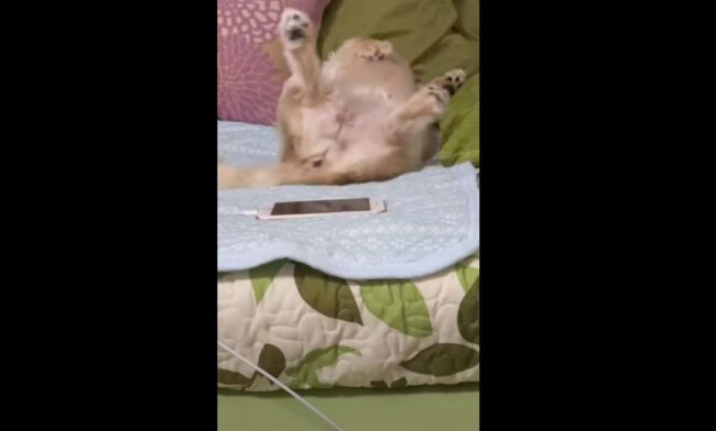 ダックスフンド,動画