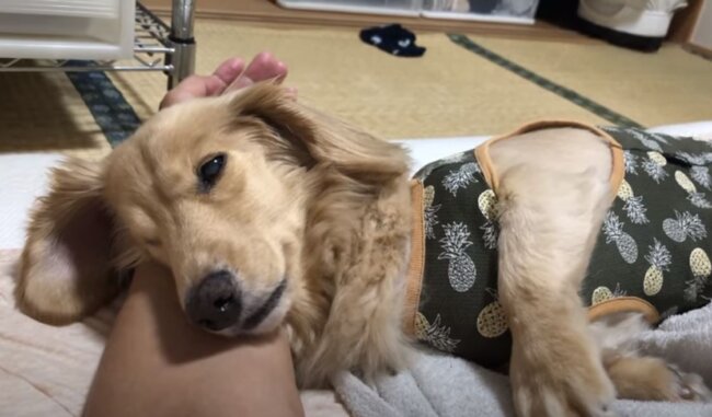 ダックスフンド,動画