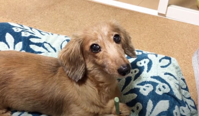 ダックスフンド,動画