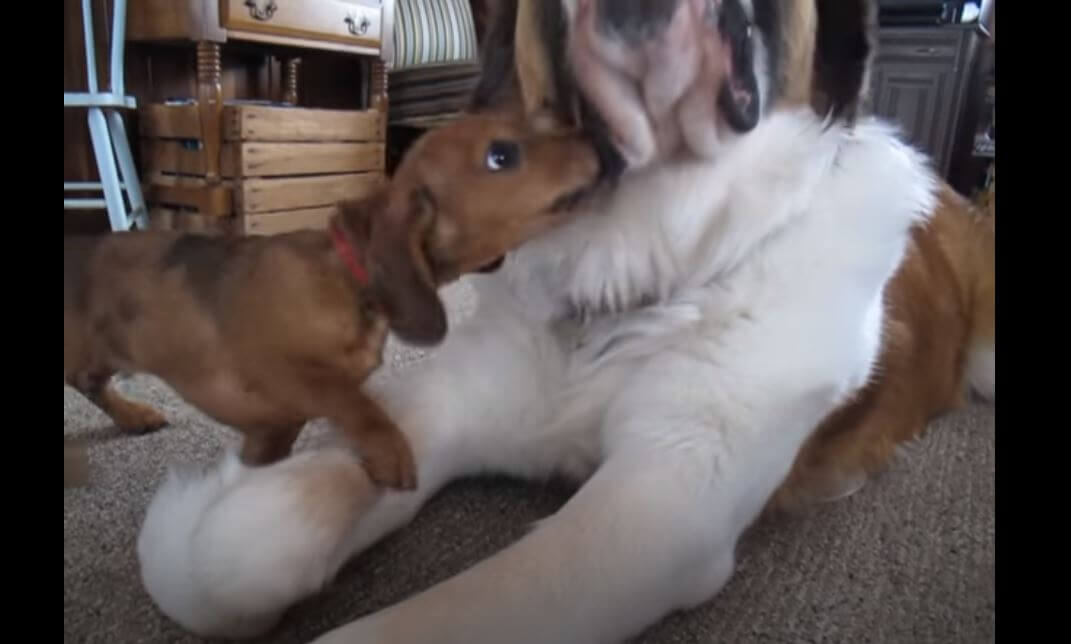 ダックスフンド,動画