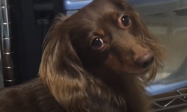 ダックスフンド,動画