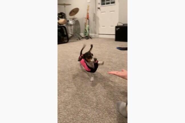 ダックスフンド,動画