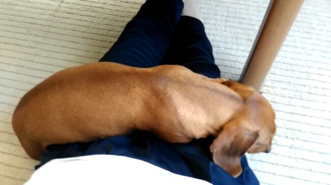 ダックスフンド,動画